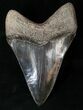 Sharp, Jet Black Megalodon Tooth - Sunbury, Georgia #15711-2